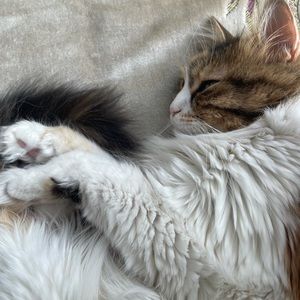 Meet your Posher, Munise